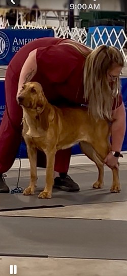 Lucy going WINNERS BITCH & BEST OF BREED