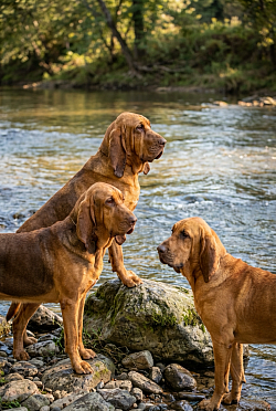 Peyton, Fallon and Lucy