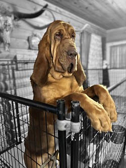 KRC-River Runs Super Bowl 50 MVP “ PEYTON”