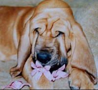 Bloodhound baby